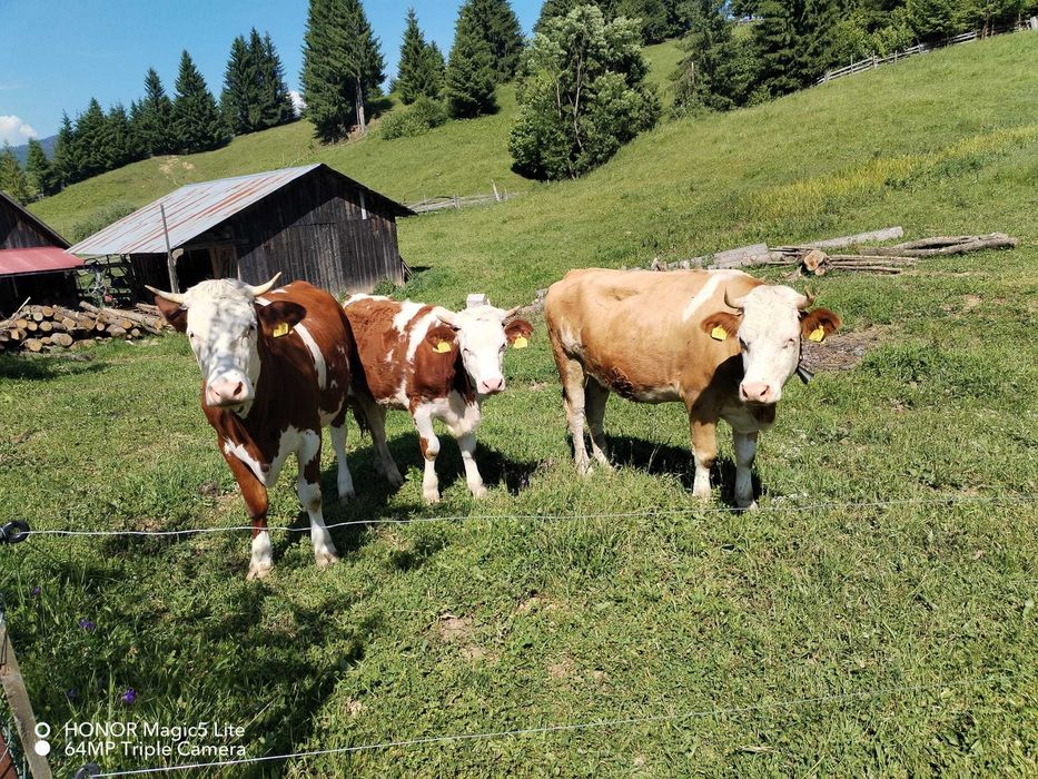 Vând juninca la prima fătare rasa bălțată romaneasca