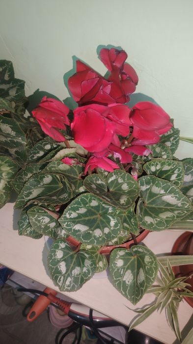 Цветок цикламен, комнатный