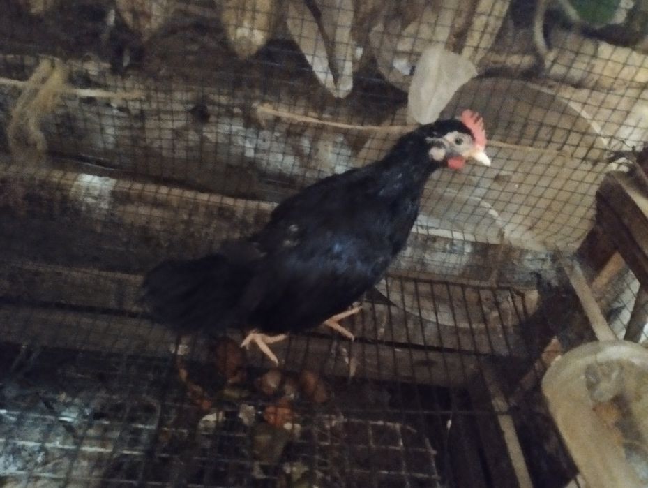 Молодые петушки Бентама.