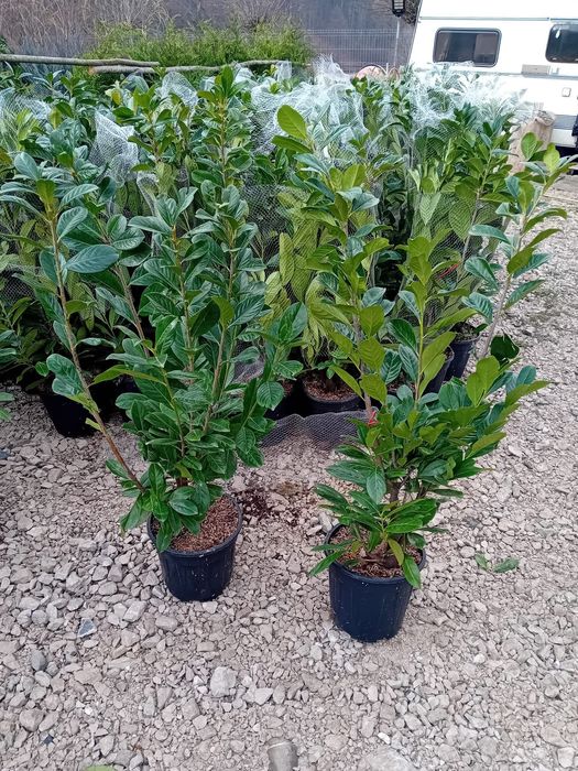 Laur Englezesc pentru Gard Viu – Plantare Inclusă!