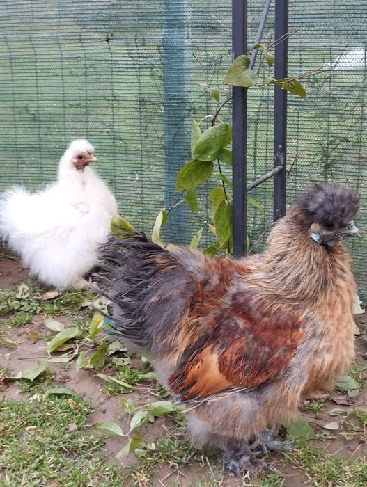 Gaini mii de flori, Cochinchina si matase