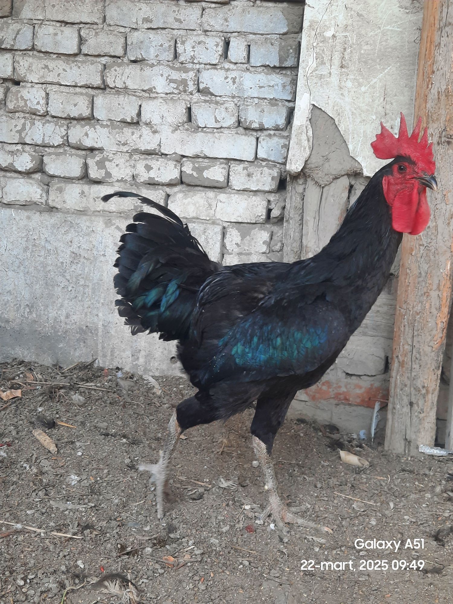 Qora shaxzoda tuxumlari