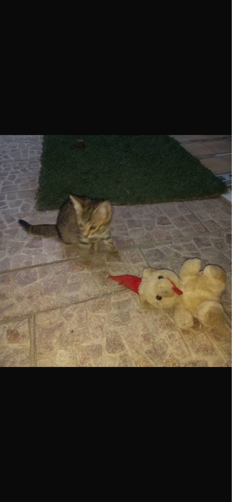 отдам котят в ответственные руки