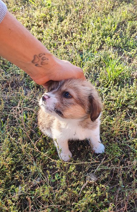 Adoptie baietel talie mica