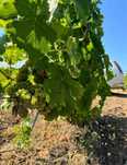 Vand struguri de vin