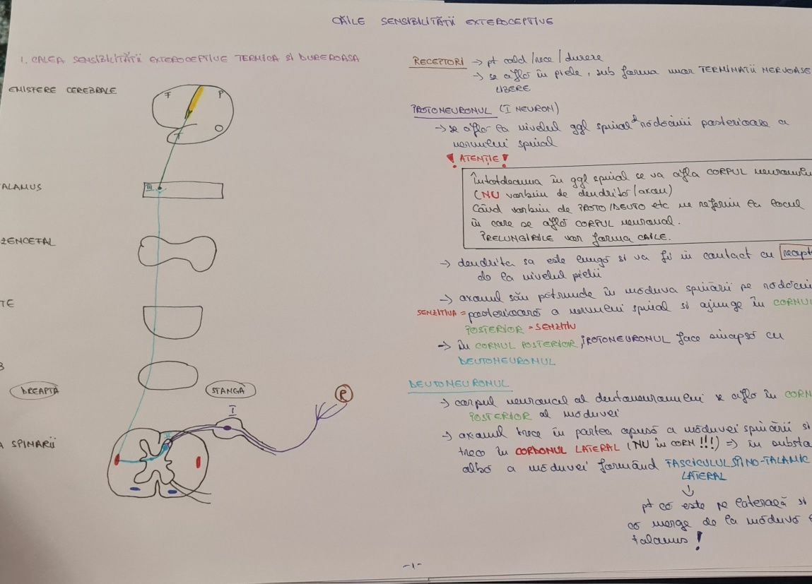 Meditatii biologie