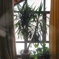 Юкка  пальма комнатное растение 2,2 м высотой
