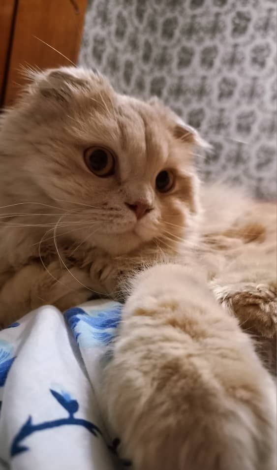 Персидский кот продается