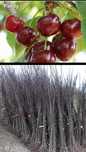 Visini-pomi fructiferi