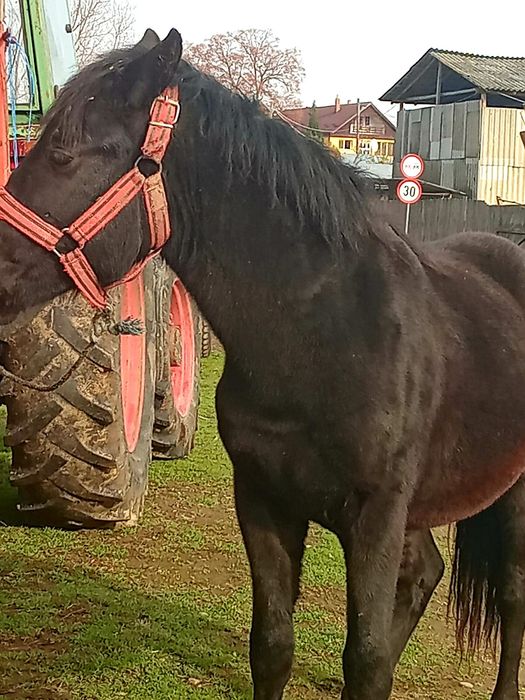 Vând mânz cu vârsta de 1 an