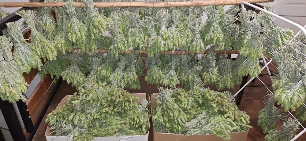 Чай Мурсалски Чай