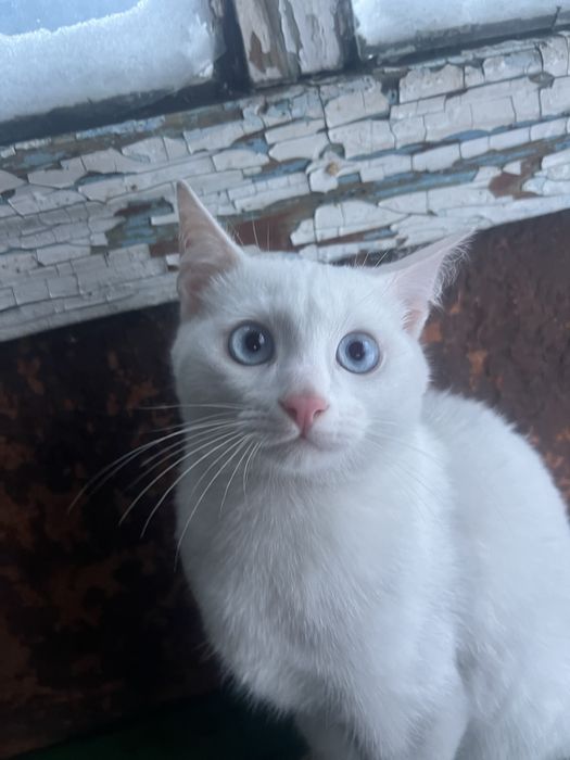 Отдам котят два белых