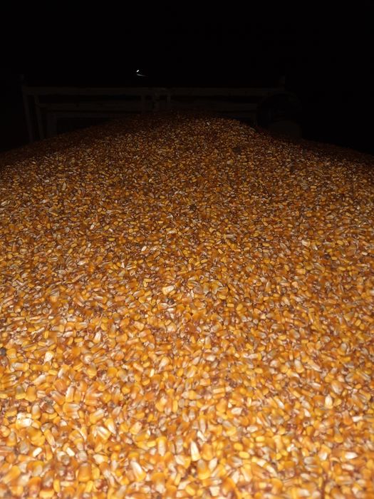 Porumb boabe din producția anului 2025