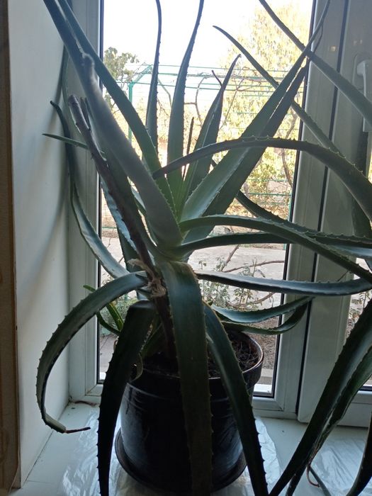 Продаётся алое вера