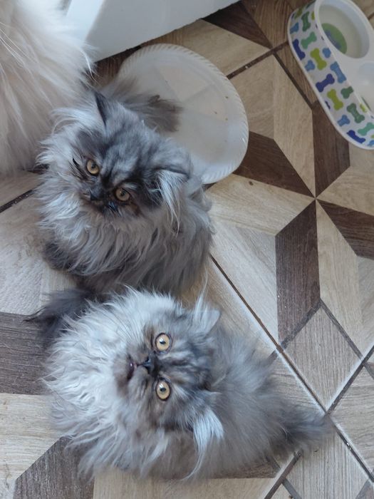 Căutăm căsuță pentru pisicuțele persane!