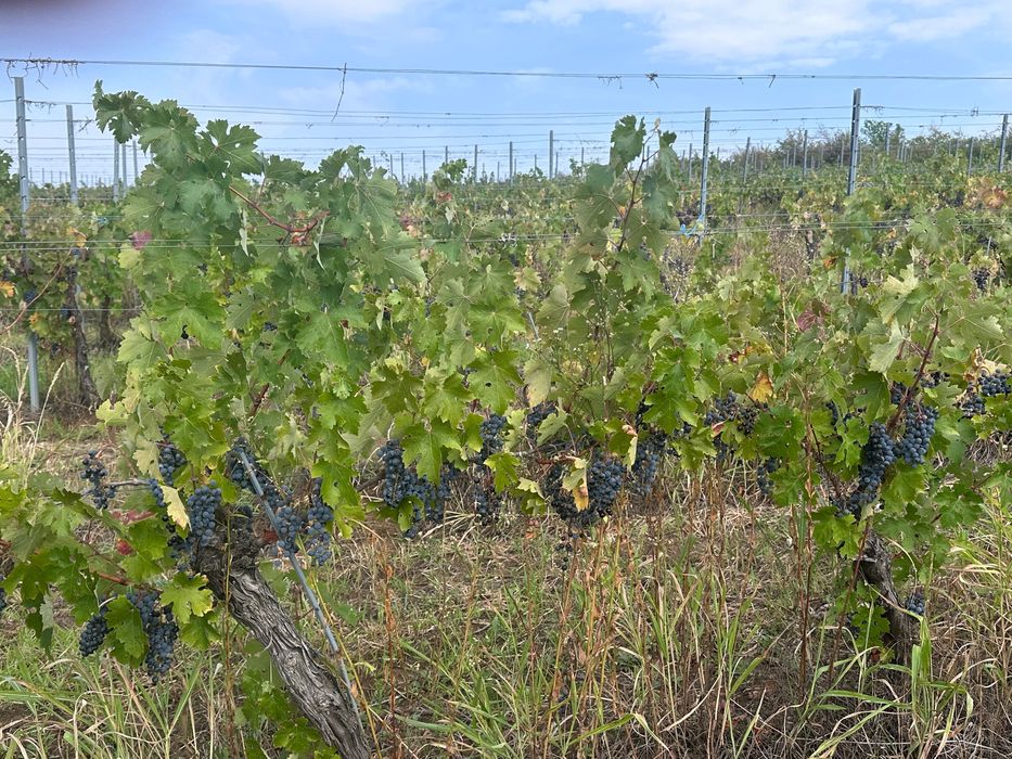 Vand struguri Cabernet Sauvignon DOC MINIS