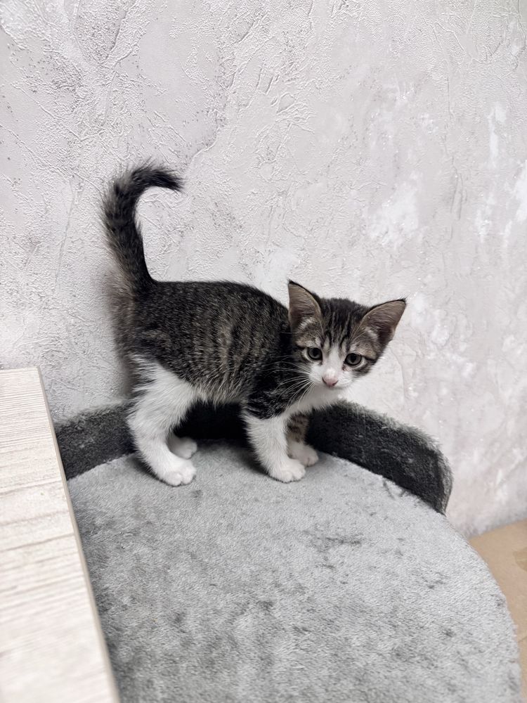 Отдам домашних котят в добрые руки