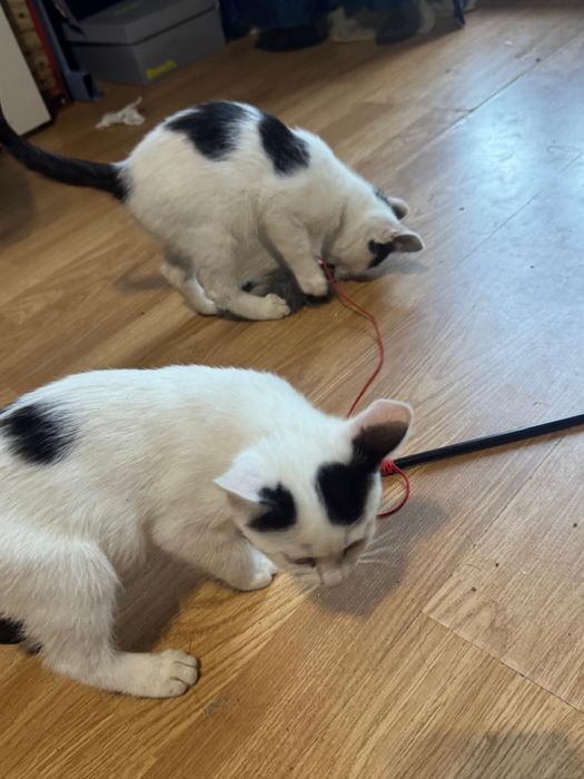 Motanei spre adoptie