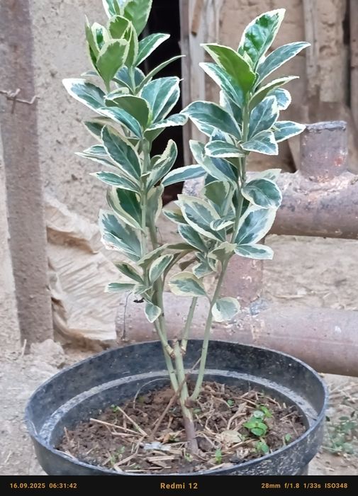 Бересклет номли декоратив кучатлар сотилади оптом олувчилар диккатига