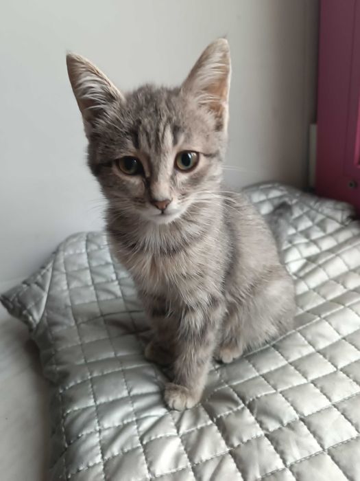 САНДРА -  котенок 1,5 мес.