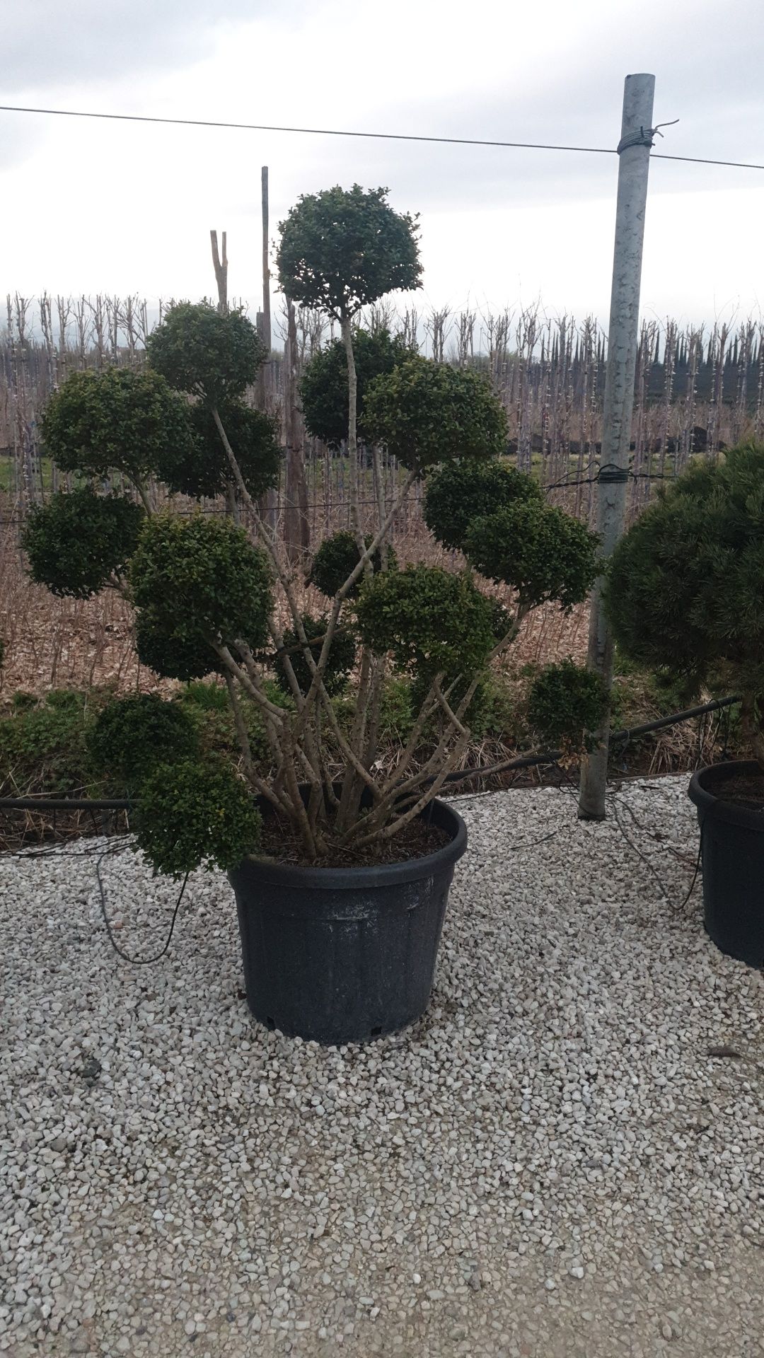 Bonsai din diferite specii de plante