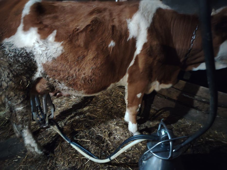 Vacă bălțată cu lapte