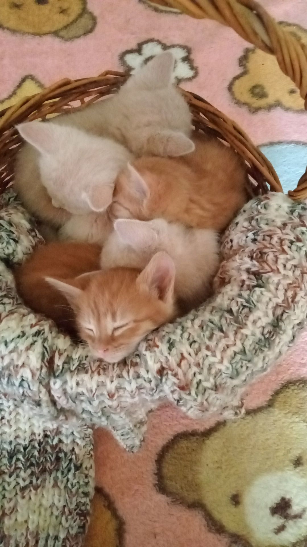 Котята заботливым ответственным хозяевам