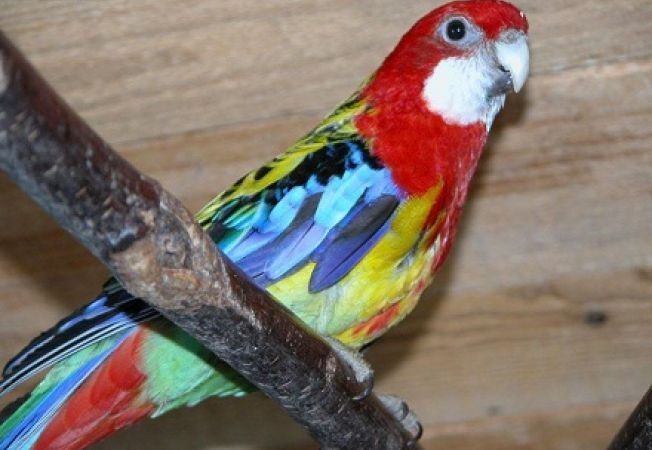 Vând pereche papapgali rossela