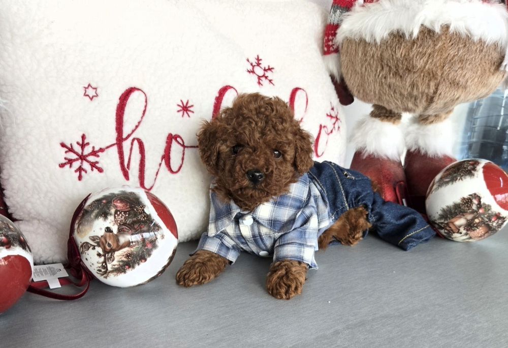 Пудел той Poodle toy / пудел тийкъп с родословие