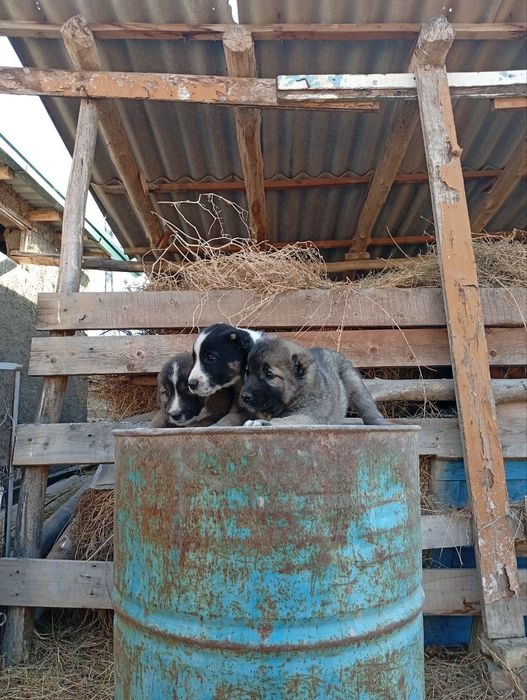 Alabay gidiklar Sotiladi