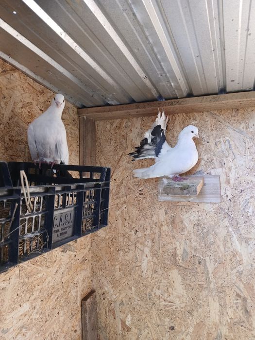 Schimb porumbei rotație pe o pereche de voiajori