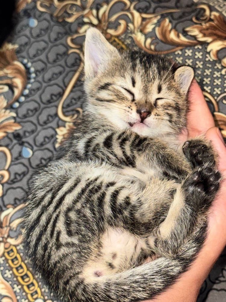 Котят в добрые руки
