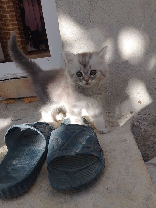 Малки британчета