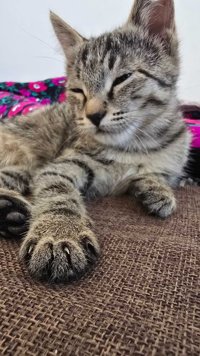 Отдам даром котята