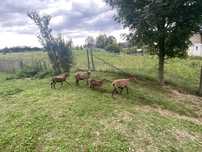 De vanzare oi camerun