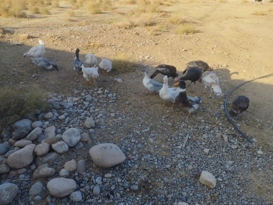 Домашние идаутки 5штут идикуи 5штук 4 курачки бролирные