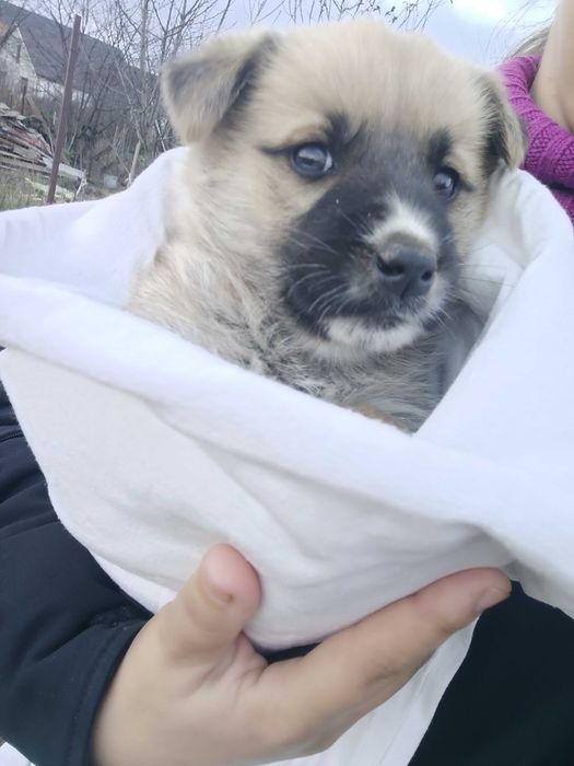 Caine pentru adoptie