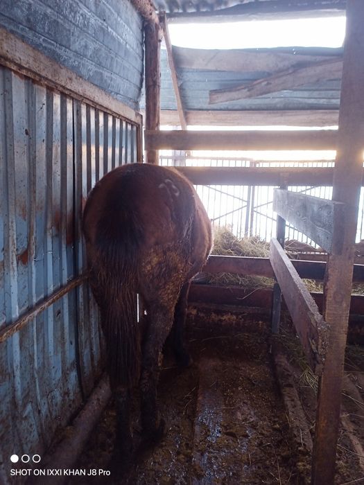 Продам тай (девочка)