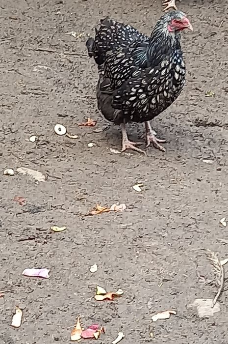 Pereche wyandotte argintiu