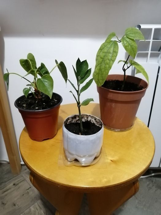 Комнатные цветы - герань, клеродендрум, замиакулькас