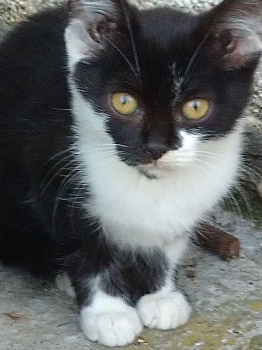 Donez pui de pisică