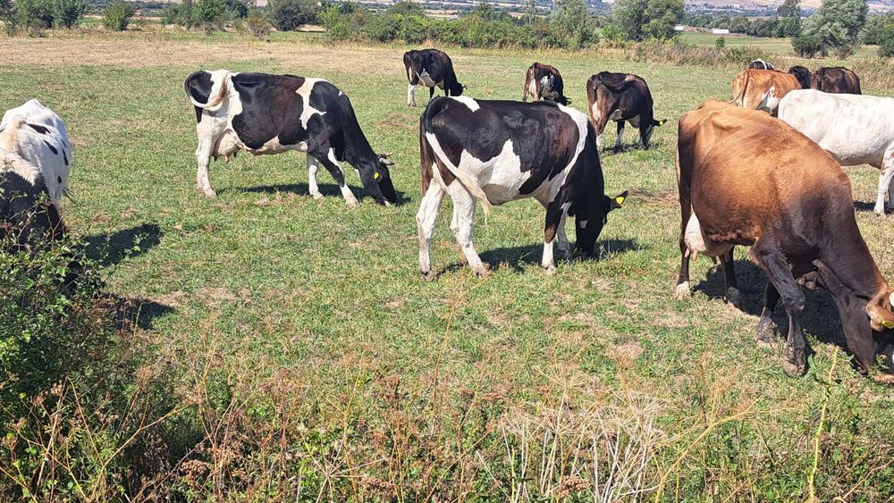 Свободни млечни крави