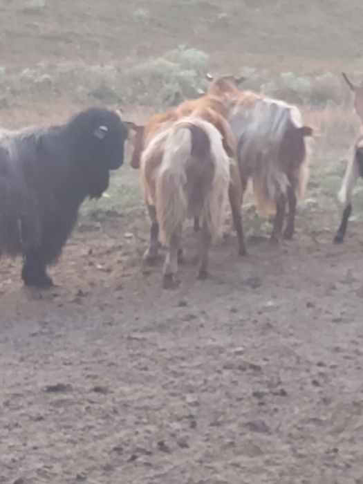 Tapi pentru monta de vanzare