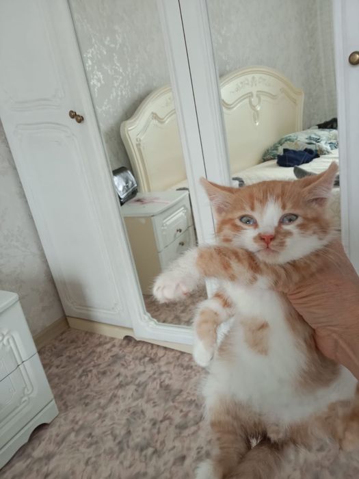 Отдам кота в добрые руки