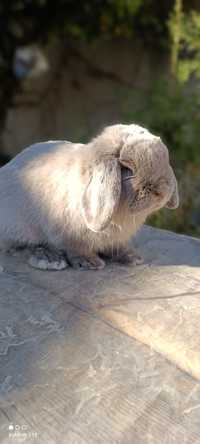 Quyon Karlik baran mini lop