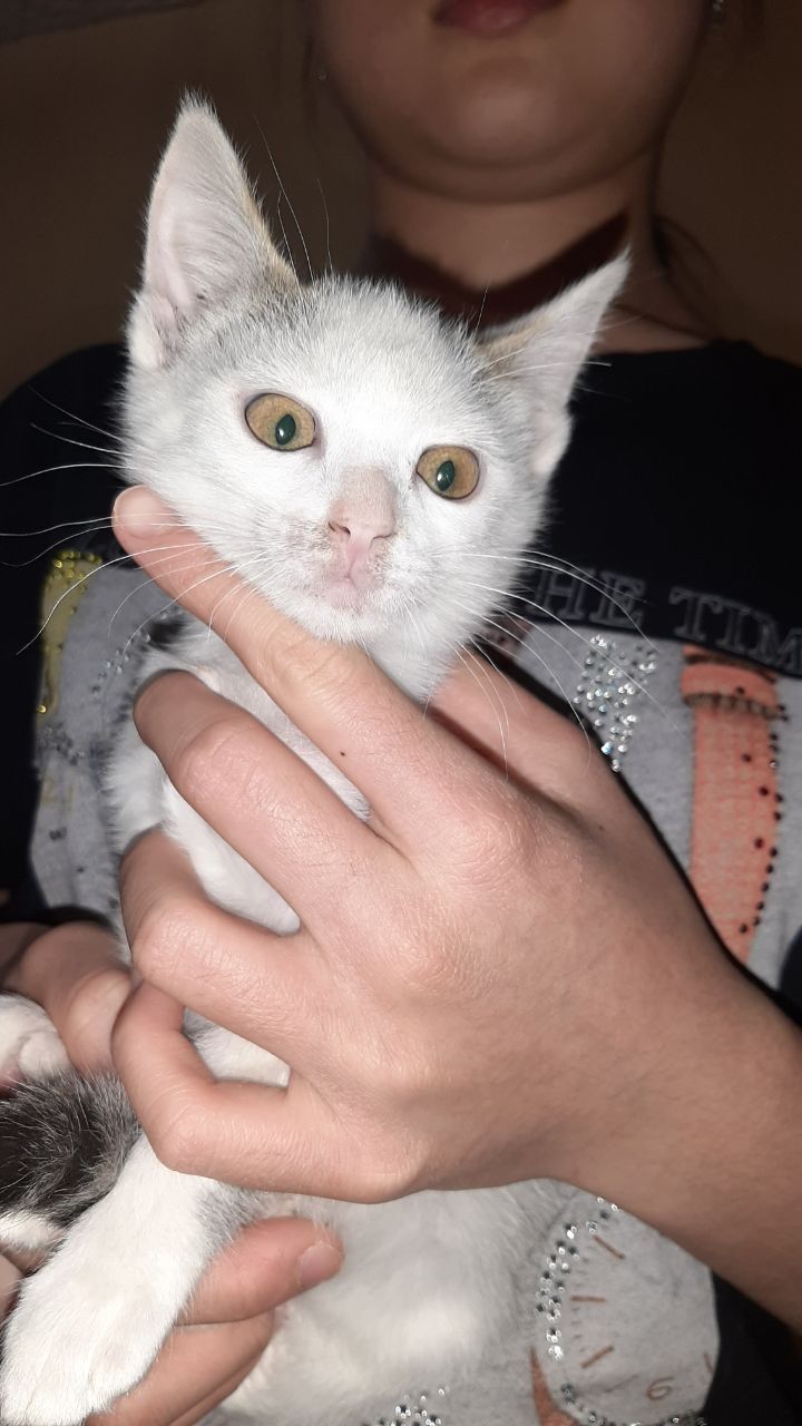 Котята в добрые руки