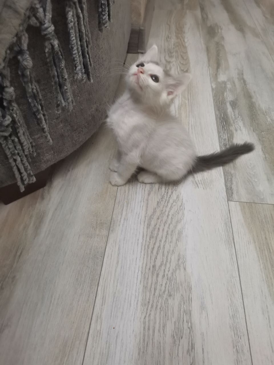 Котята домашние маленькие