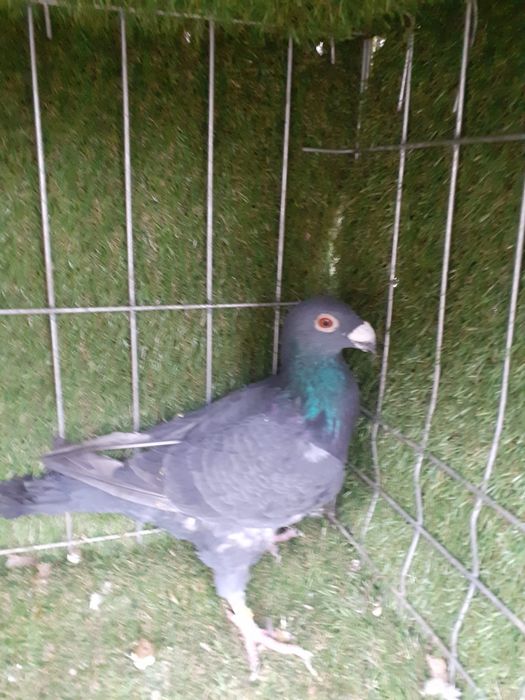 Porumbei stil vechi duduros