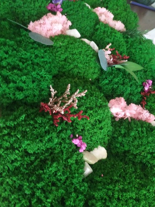 Мох королевский ягель