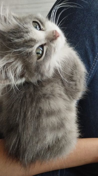 Котика отдам 3-х месячного